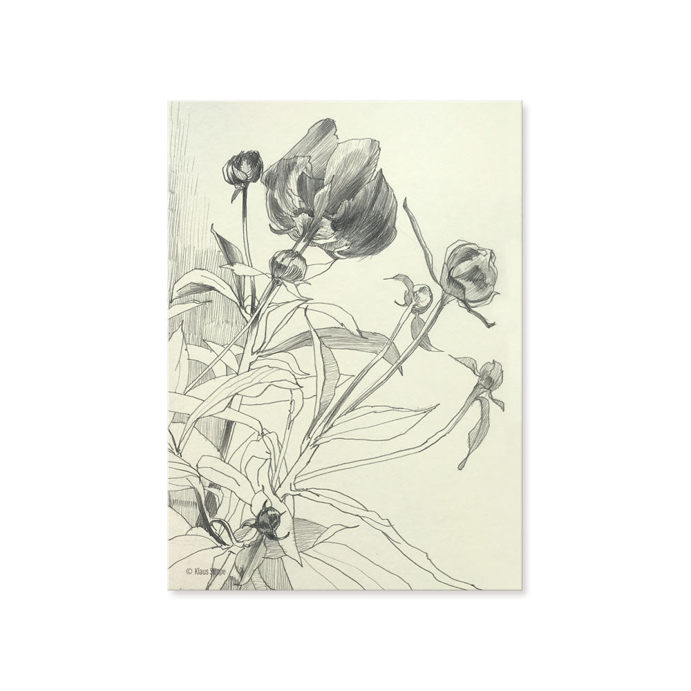 Postcard Set Floral Drawings