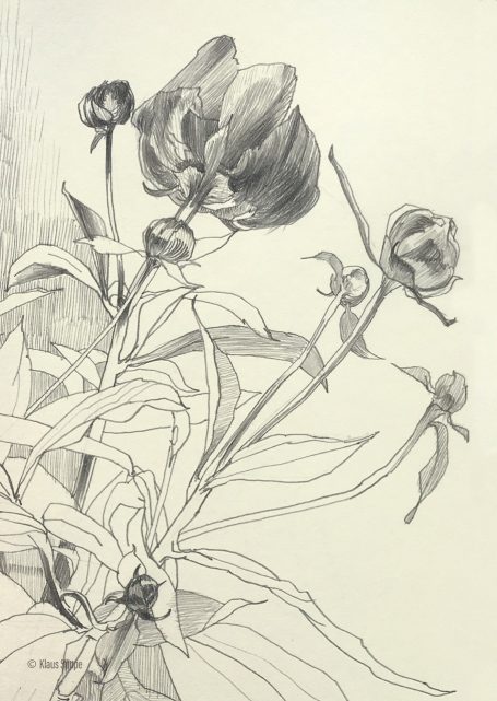 Florale Zeichnung, Postkarte